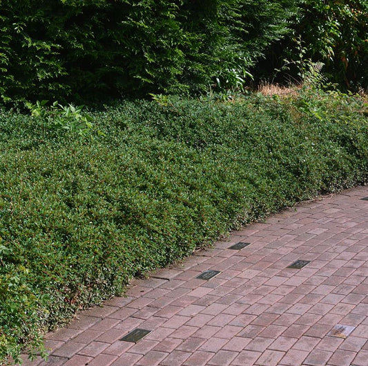 Cotoneaster 'Coral Beauty'