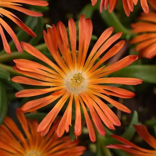 Delosperma 'Orange Vibe'