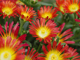 Delosperma  Wheels of Wonder® 'Fire'