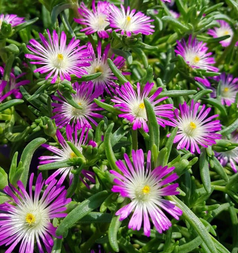 Delosperma Wheels of Wonder™ 'Violet Wonder™'