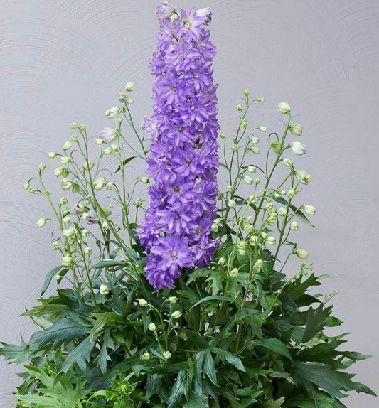 Delphinium 'Breezin'