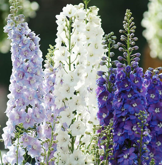 Delphinium e. 'Guardian Mix'