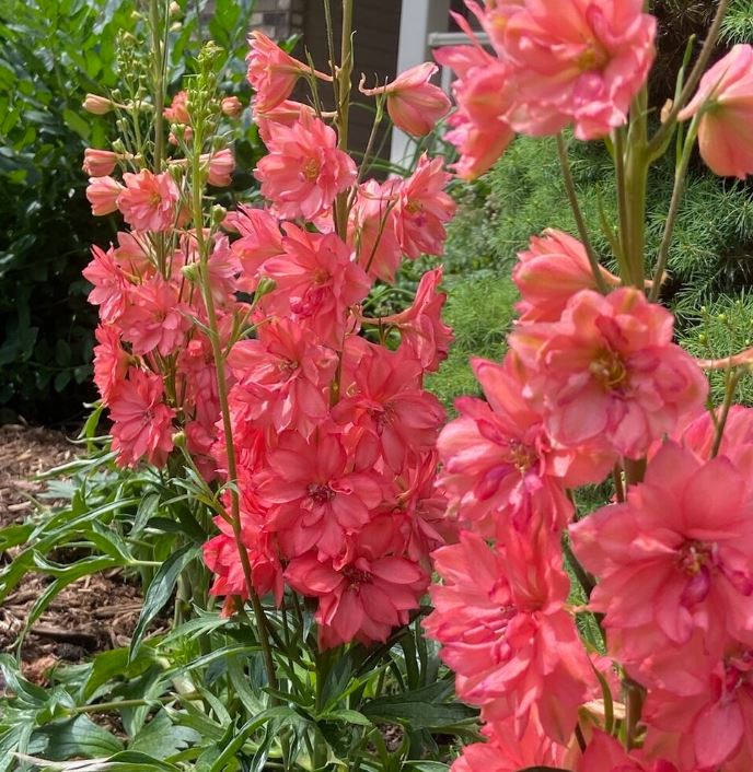 Delphinium elatum 'Red Lark'