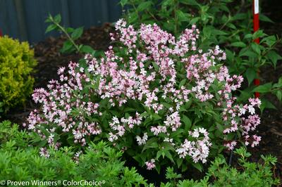 Deutzia 'Yuki Cherry Blossom'