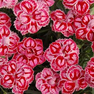DIANTHUS 'STARBURST'