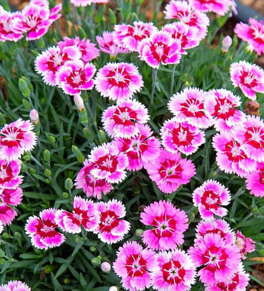 DIANTHUS EVERBLOOM PLUM GLORY