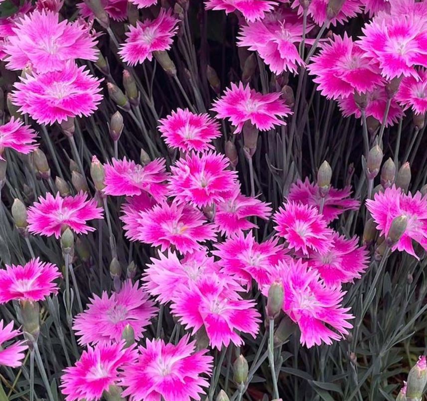 DIANTHUS EVERBLOOM WATERMELON ICE