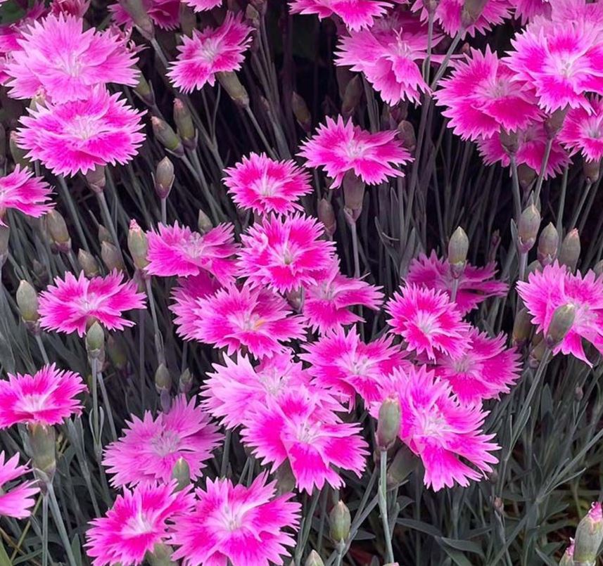 Dianthus 'Everbloom Watermelon Ice'