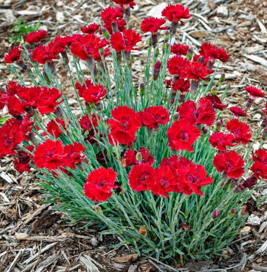 Dianthus Star Single 'Fire Star Improved'