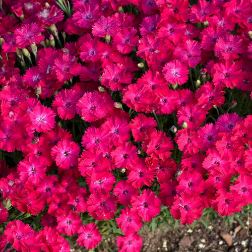 Dianthus 'Paint the Town Red' (PW)