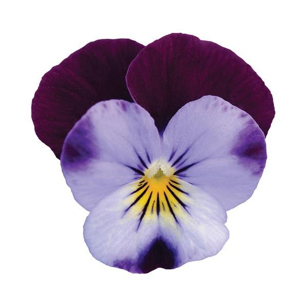 VIOLA SORBET DENIM JUMP UP XP - FLAT OF 48 PLANTS