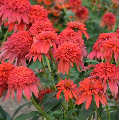 ECHINACEA DOUBLE SCOOP MANDARIN