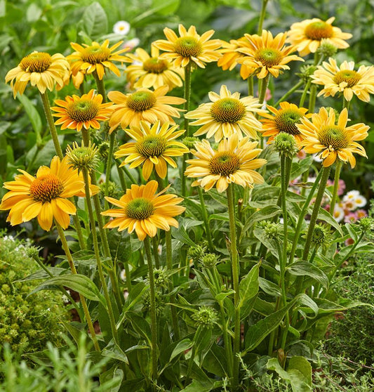 ECHINACEA P. 'MELLOW YELLOWS'