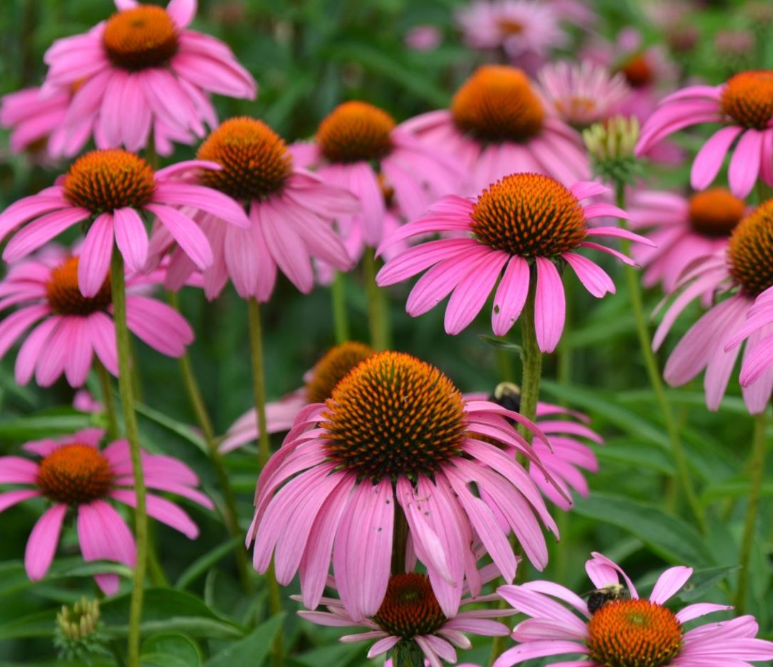 Echinacea purpurea 'Ruby Star'