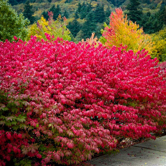 Euonymus alatus 'Compactus'