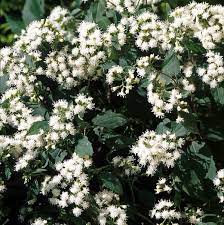 Eupatorium 'Chocolate'