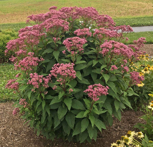 Eupatorium 'Euphoria Ruby'