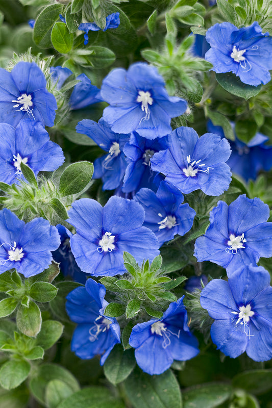 EVOLVULUS BLUE MY MIND - QUART POT