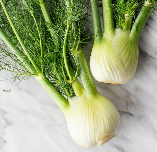 Foeniculum vulgare (Bronze Fennel)