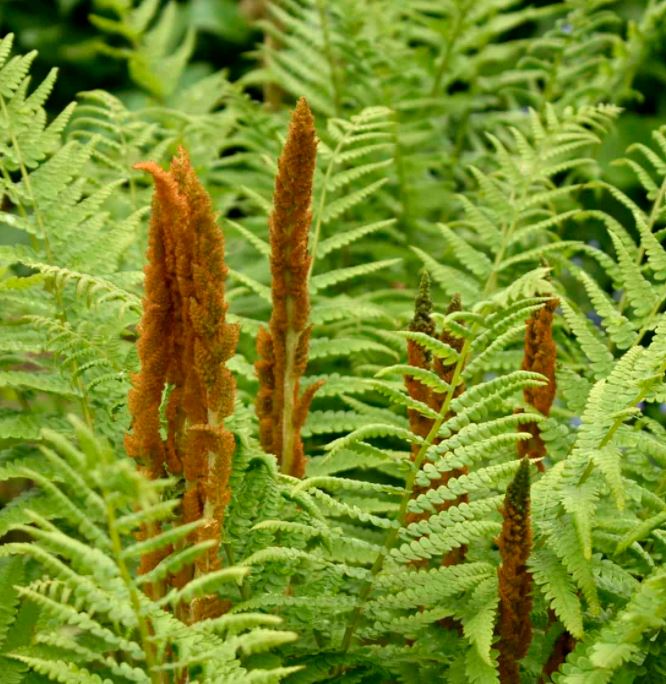 FERN -CINNAMON