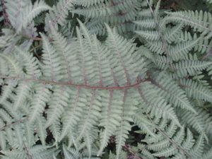 Fern Athyrium 'Ghost'