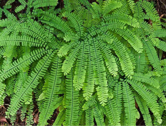 Adiantum pedatum Maidenhair Fern