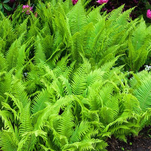 Matteuccia struthiopteris Ostrich Fern