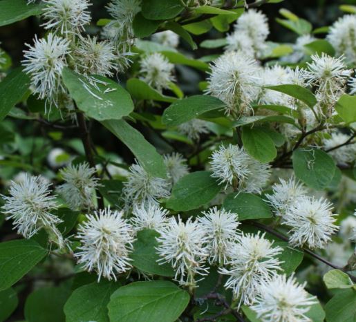 Fothergilla gardenii