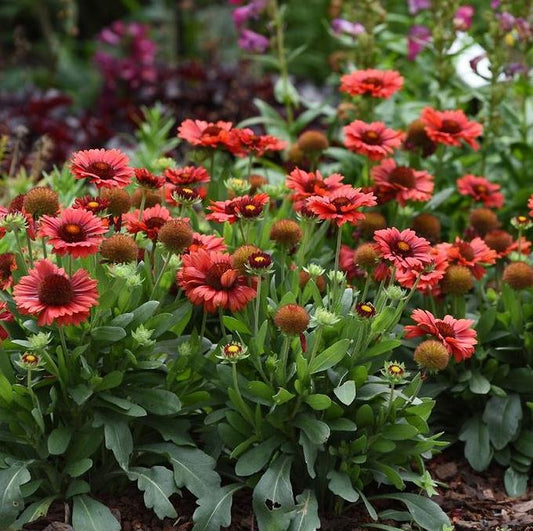 GAILLARDIA SPINTOP RED