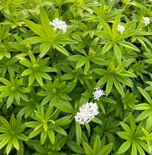 Galium odoratum (Sweet Woodruff)