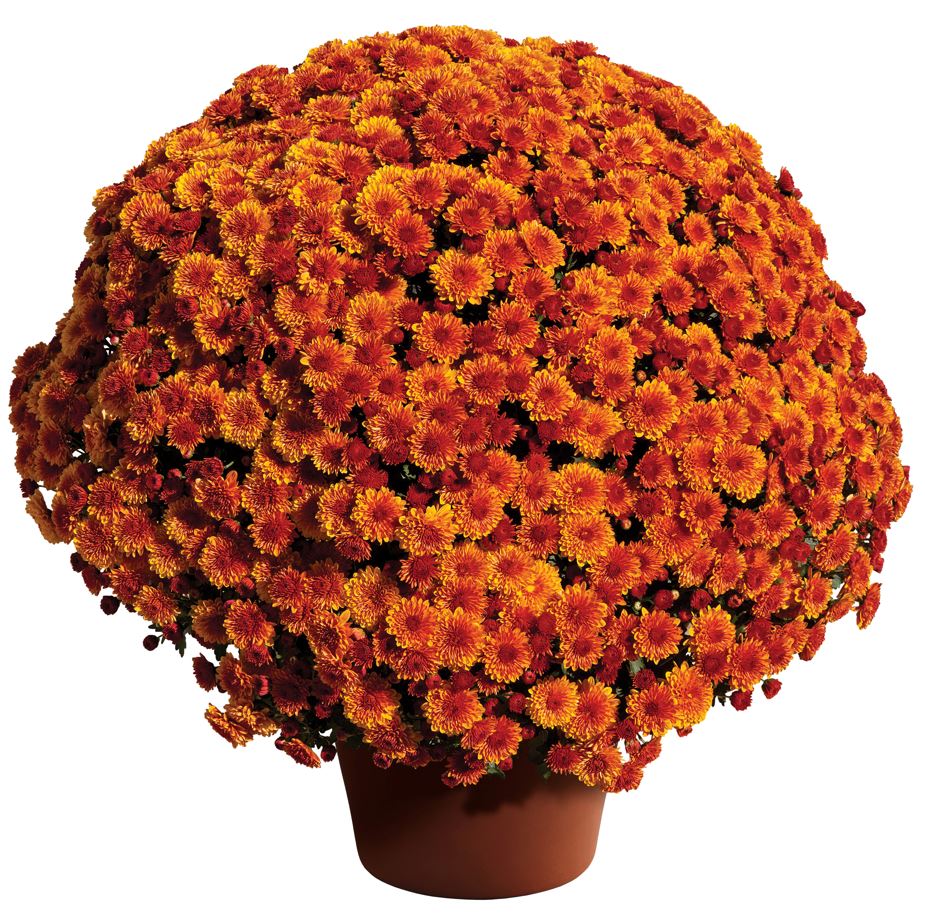 GARDEN MUMS SPICY CHERYL - 10'' POT