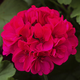 GERANIUM CALLIOPE MAGENTA