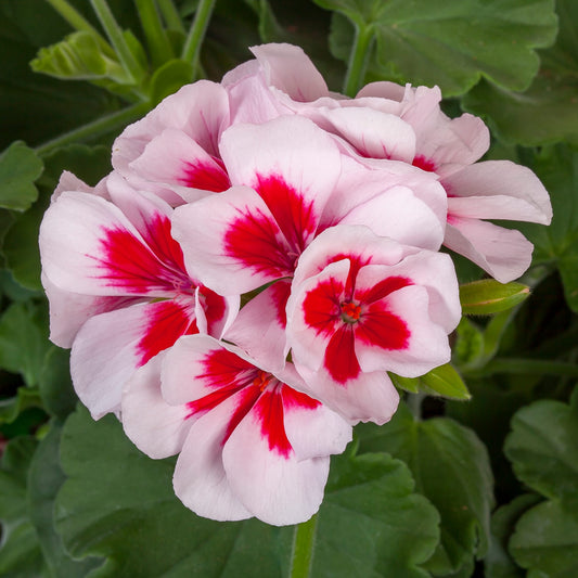 GERANIUM CALLIOPE WHITE SPLASH