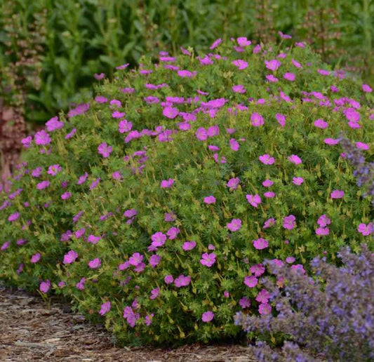 Geranium sanguineum 'New Hampshire Purple'