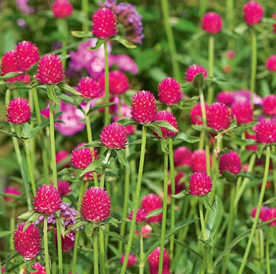 GOMPHRENA QIS CARMINE