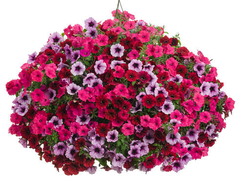 COMBO GRAND TRAVERSE - 12'' HANGING BASKET