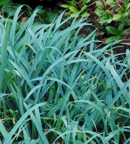 Grass - Carex 'Bunny Blue'