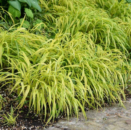 Grass - Hakonechloa macra 'Aureola'