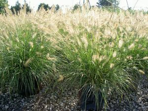 Pennisetum alopecuroides 'Hameln'