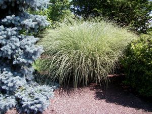 GRASS - MISCANTHUS 'MORNING LIGHT'  G2