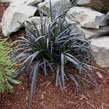 Ophiopogon planiscapus 'Nigrescens' Black Mondo Grass