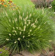 Pennisetum alopecuroides 'Little Bunny'