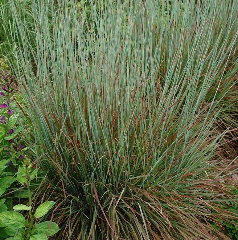 GRASS - SCHIZACHYRIUM STANDING OVATION