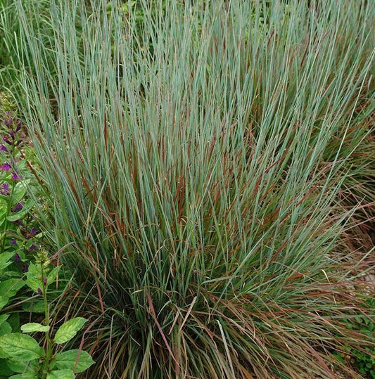 GRASS - SCHIZACHYRIUM STANDING OVATION