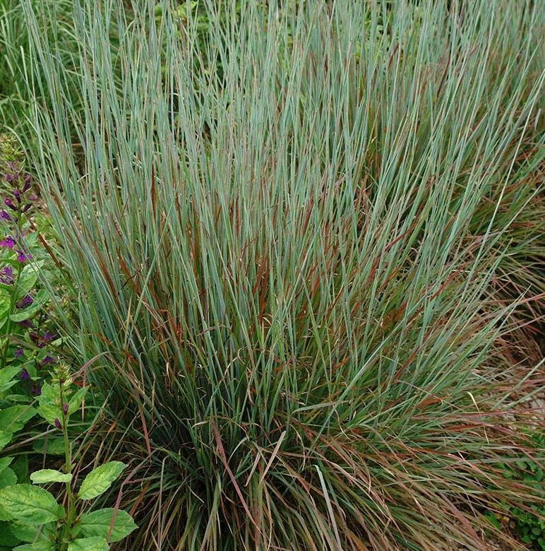Grass - Schizachyrium 'Standing Ovation'