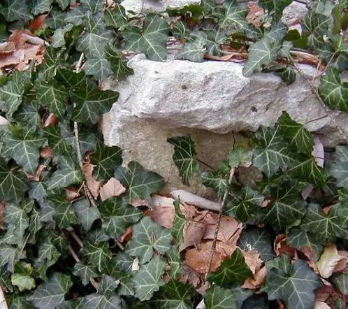 Hedera helix 'Baltica'