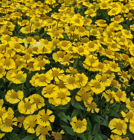 Helenium mariachi 'Sombrero'