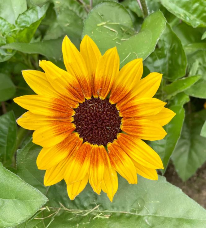 HELIANTHUS SOL SEEKER YELLOW - 10" POT