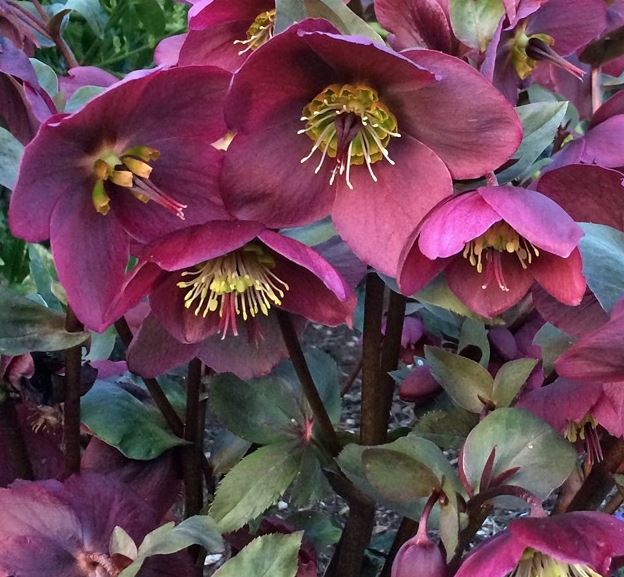 Helleborus Frostkiss 'Anna's Red'