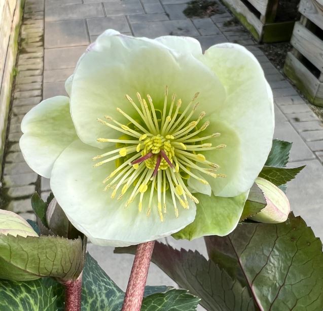 Helleborus Frostkiss 'Moondance'